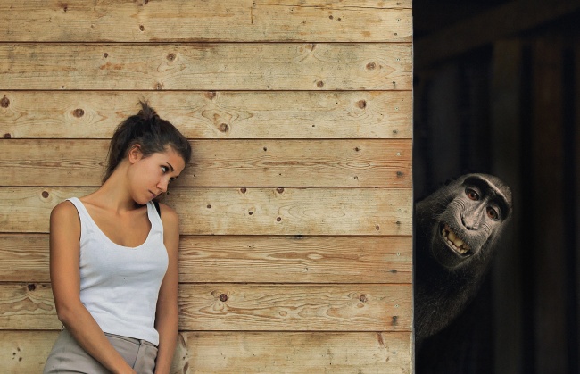 大猩猩和美女图片