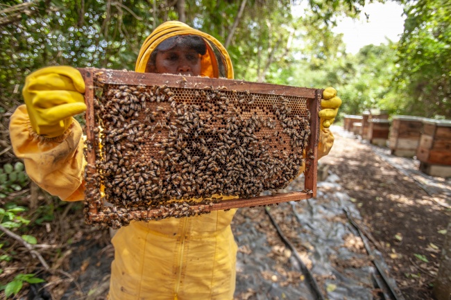 农村养蜂蜂人图片