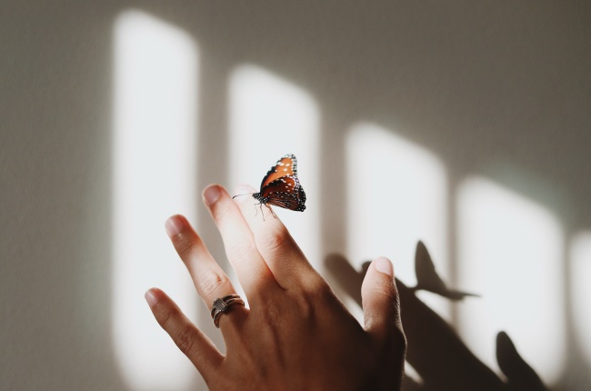蝴蝶落在手上的图片