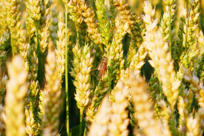 小麦麦穗近景图片