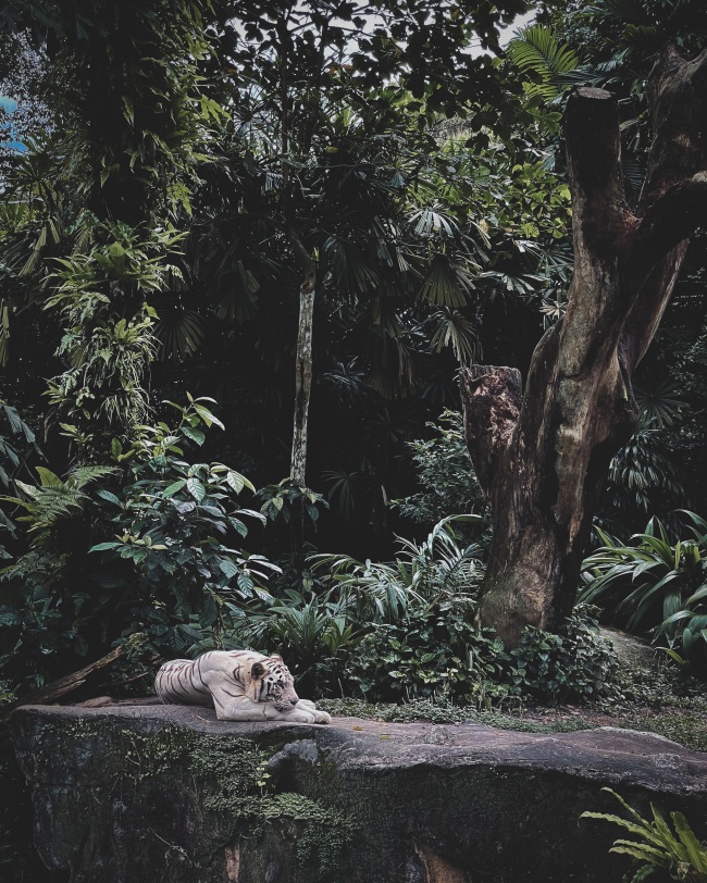 森林动物园大白虎图片