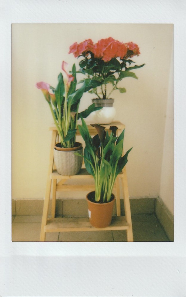 阶梯上的盆栽植物图片