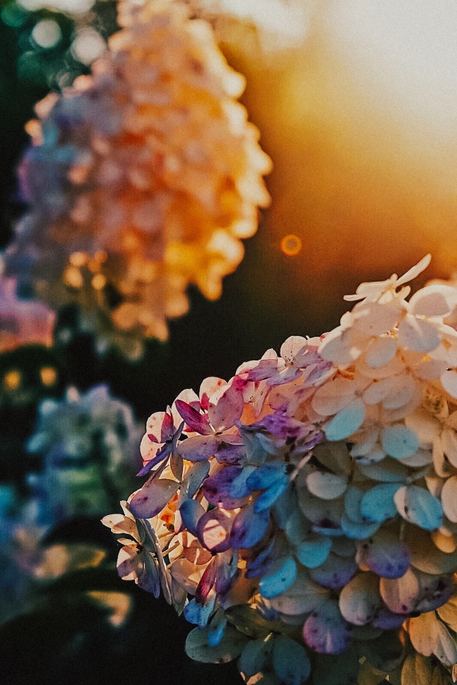 花簇唯美意境图片摄影