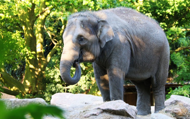 森林野生大象图片