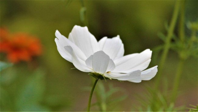 白色银莲花摄影图片