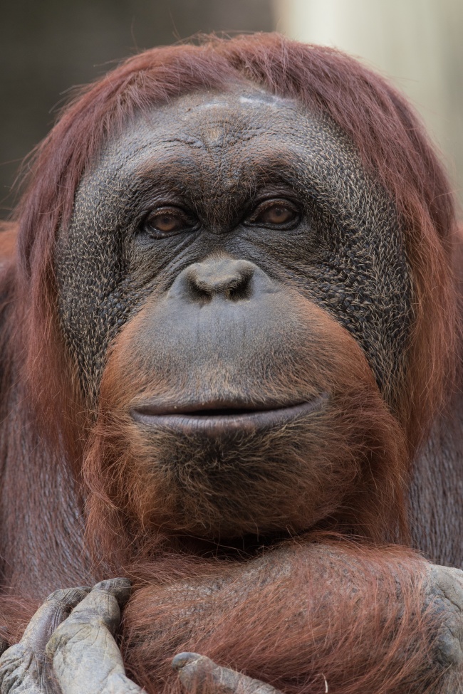 苏门答腊红毛猩猩图片