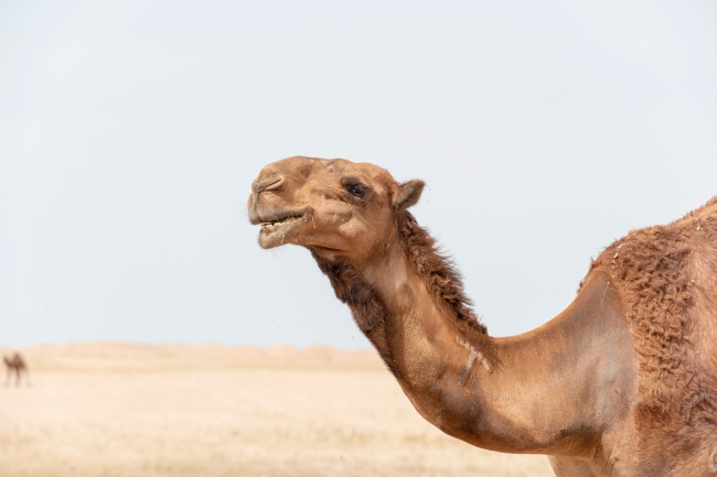 骆驼头部特写高清图片