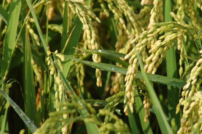 饱满水稻稻穗图片