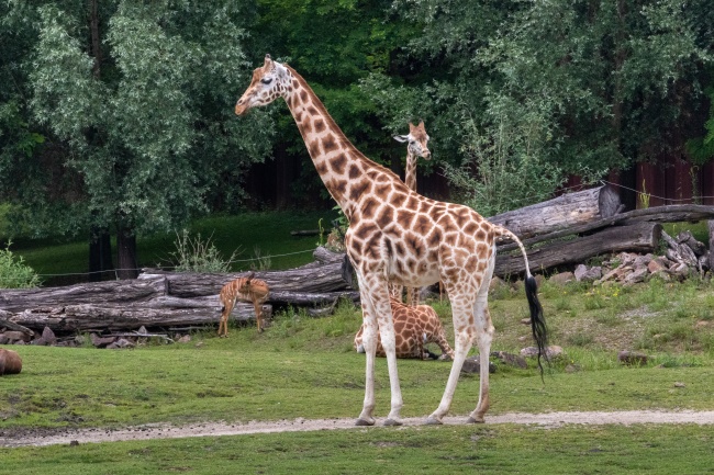 观赏动物园长颈鹿图片