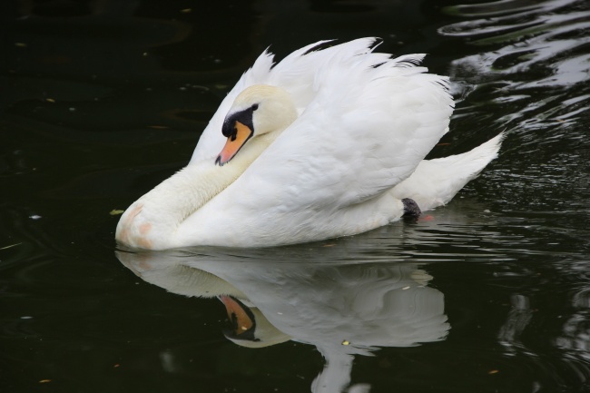 白羽毛天鹅浮水图片