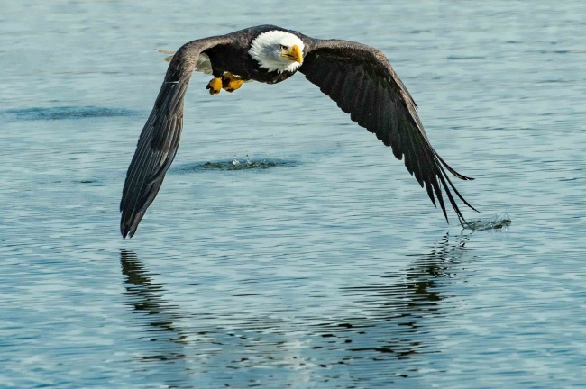 老鹰在水上飞行的图片