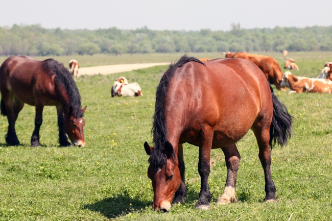 牧场红棕色马匹图片