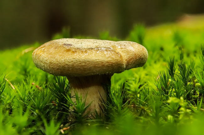 森林海绵蘑菇图片