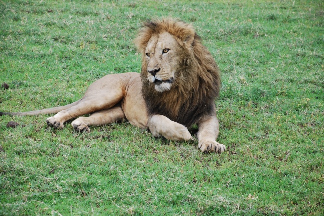 草地上休息大狮子图片