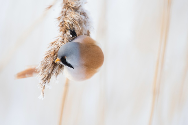 冬日小鸟摄影图片