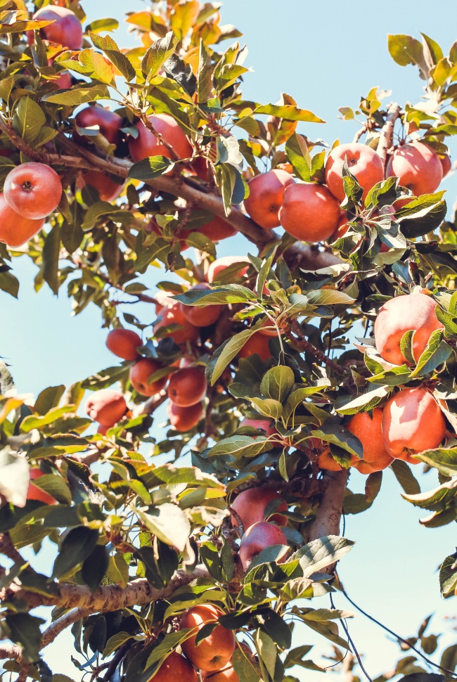 成熟丰收苹果树高清图片