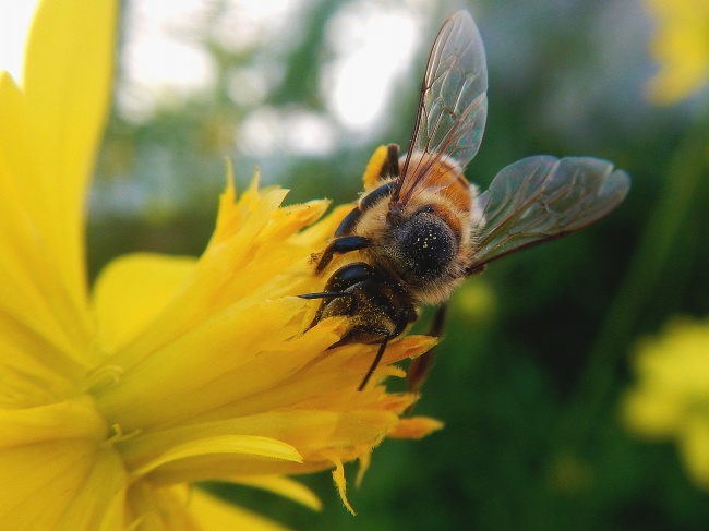 蜜蜂授花粉图片