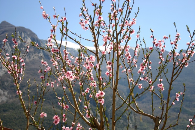 春天开满枝头桃花图片