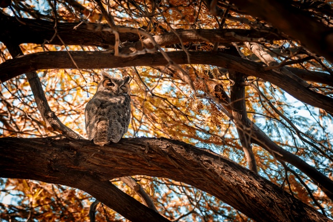 猫头鹰站在树上图片