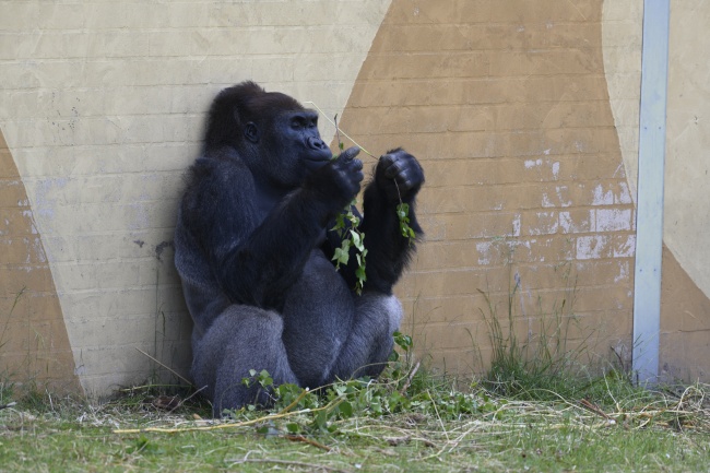 黑色大猩猩吃草图片
