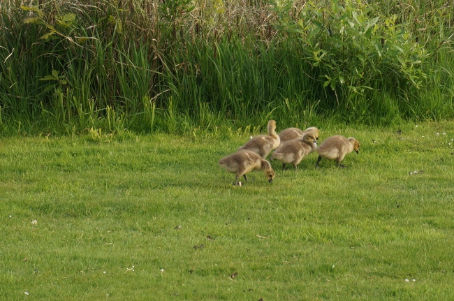 草地上的鸭群图片