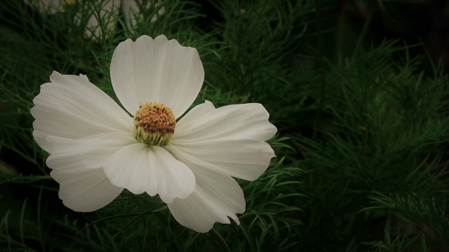 白色小花朵摄影图片