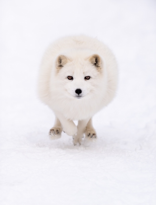 雪地白色雪狐图片