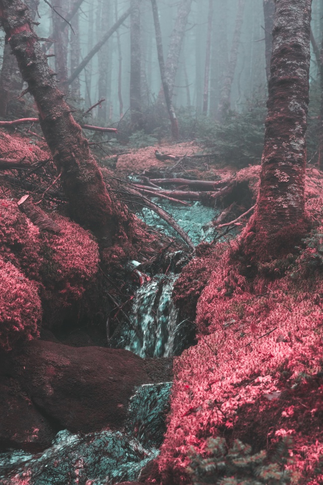 迷雾森林溪流图片