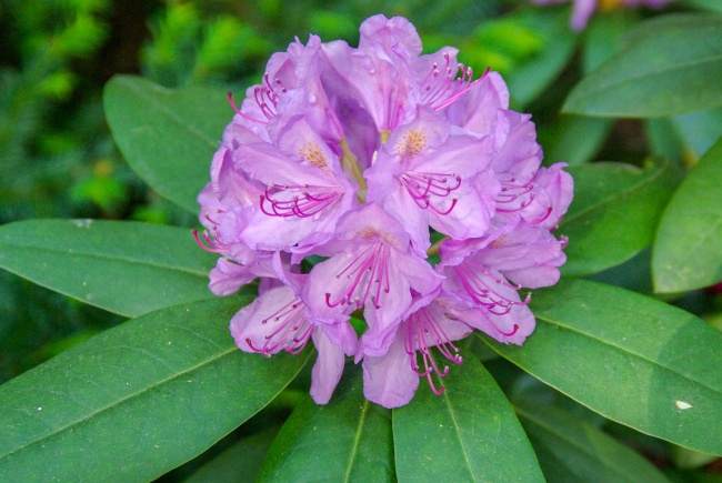 紫色杜鹃花朵图片