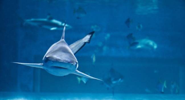 蔚蓝大海鲨鱼图片