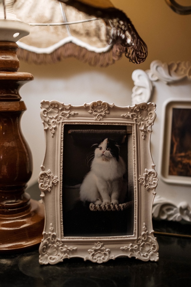 白色相框里的猫咪图片