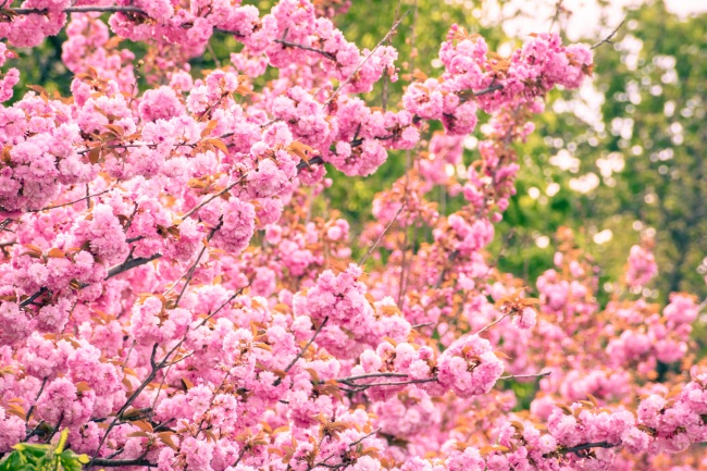 大片粉色樱花摄影图片