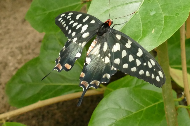 白色斑点燕尾蝶图片