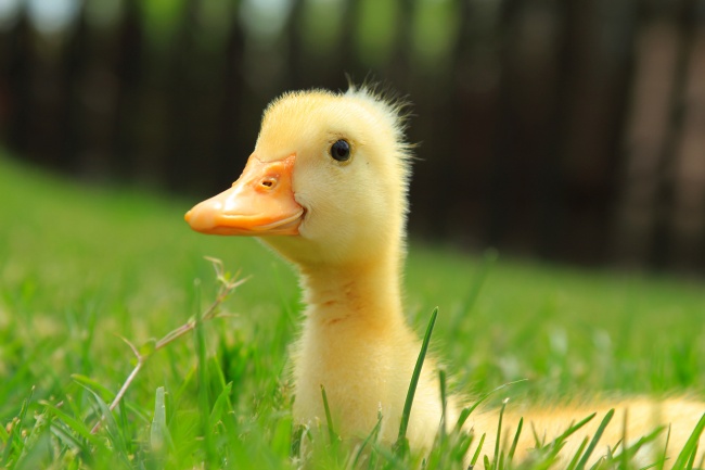 草地上的黄色小鸭图片
