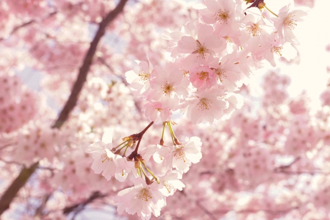 浅粉色樱花图片