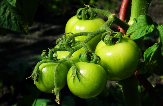 绿色番茄蔬菜图片