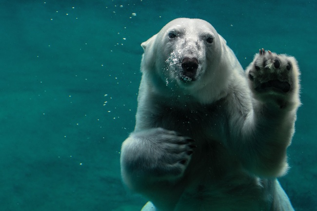 水中拍摄北极熊图片