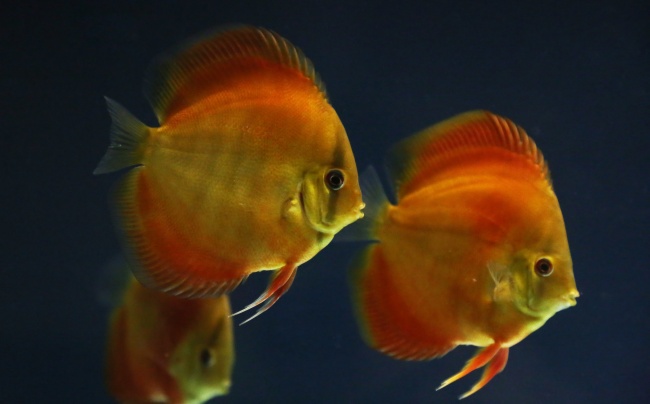 水族馆彩色观赏鱼图片