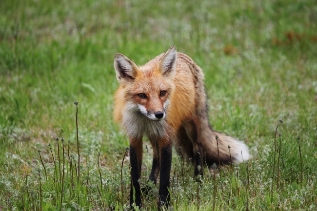 一只长尾狐狸图片