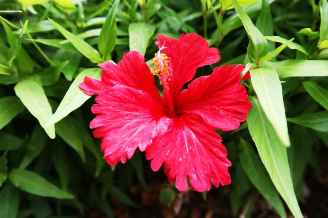 高清红色木槿花图片