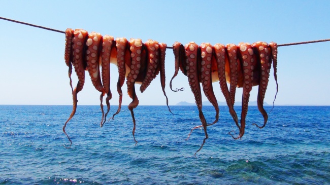 海面上挂着的八爪鱼图片