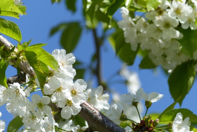 春天白色樱花摄影图片
