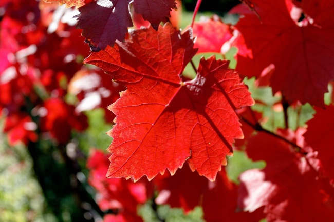 秋天红色叶子图片