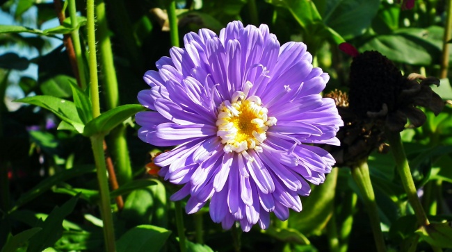 紫色百日草花图片
