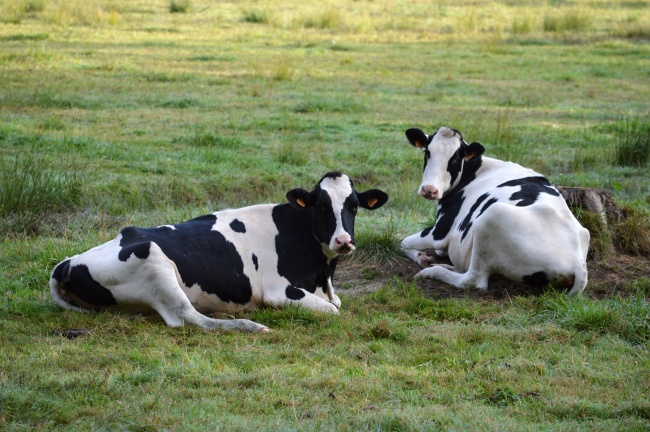 草地两只黑白奶牛图片