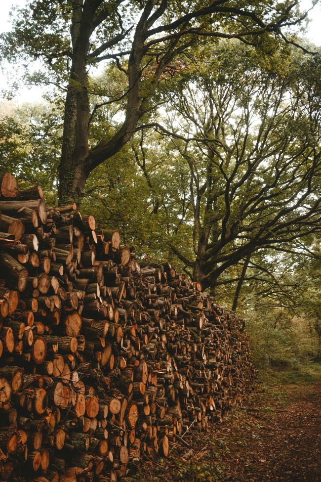 一堆被砍伐的木头整齐堆叠图片