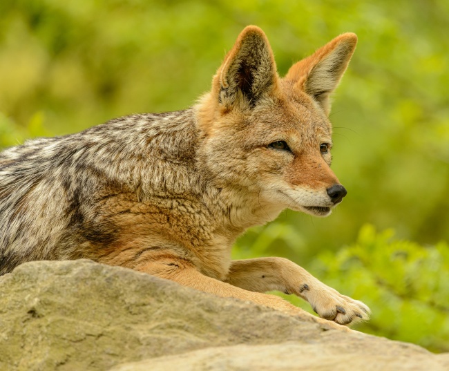 躺在岩石上的棕色狐狸图片