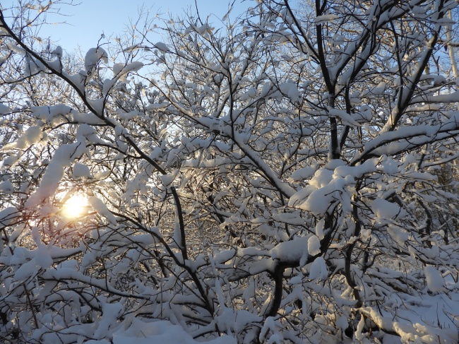清晨树木枝干积雪图片