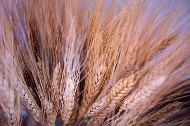 成熟小麦麦穗摄影图片