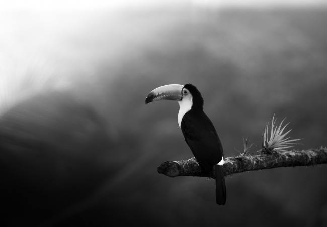 黑白巨嘴鸟图片